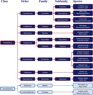 Fish Allergy Around the World—Precise Diagnosis to Facilitate Patient Management